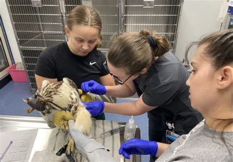 drop test veterinary medicine wildlife rehab|wildlife rehab triage.